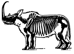 Skelett vom Nashorn aus dem Schnippelbuch