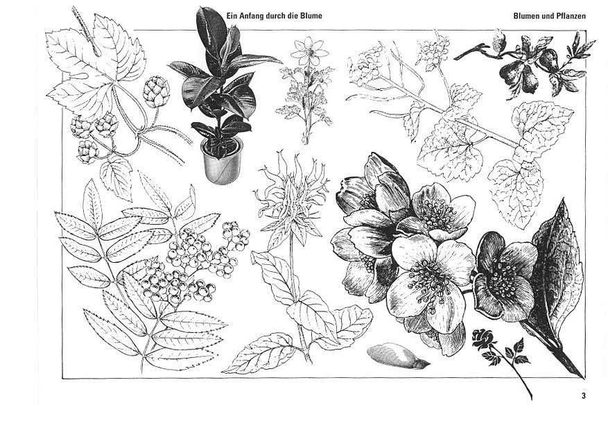Blumen und Pflanzen, Bl&uuml;ten, Topfpflanze, Zweig, Beere, Blume, Gummibaum, Rose